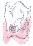 rapports de la thyroÏde et des deux premiers cartilages de la trachée entre eux.