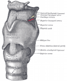 La localisation d'abord est la membrane cricothyroïdienne (middle cricothyroide ligament), entre les cartilages thyroïde et cricoïde.